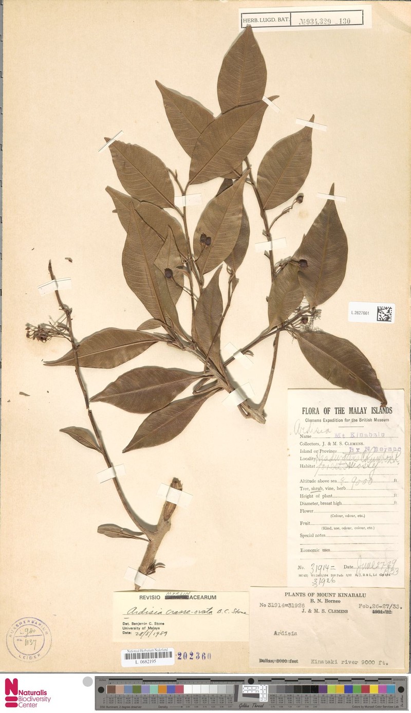 Ardisia crasseovata photo 3