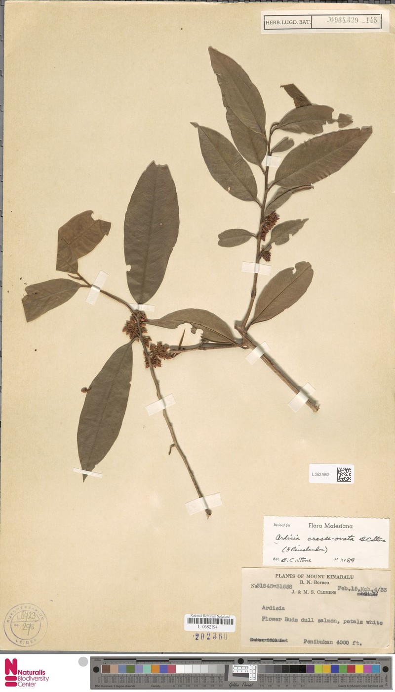 Ardisia crasseovata photo 4