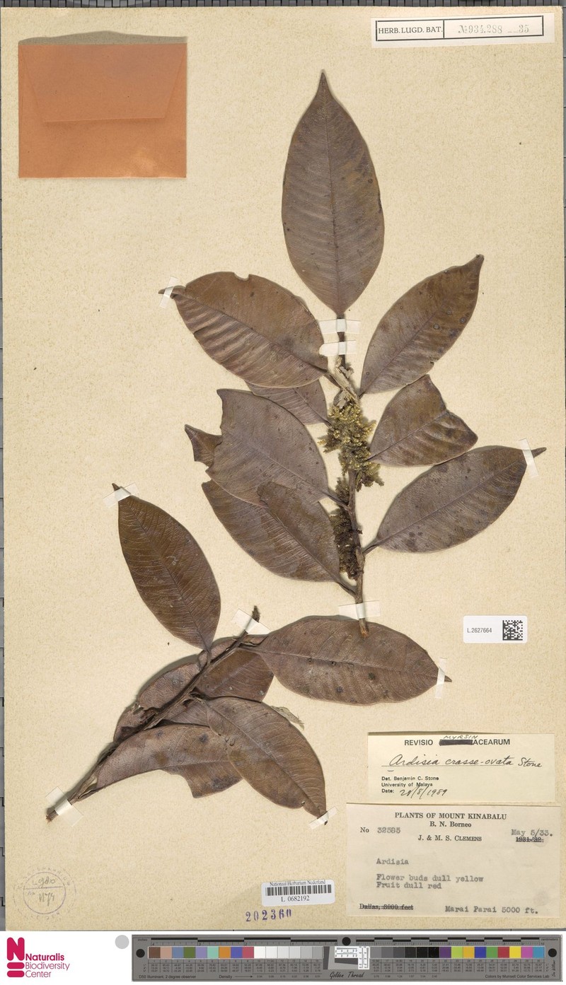 Ardisia crasseovata photo 5