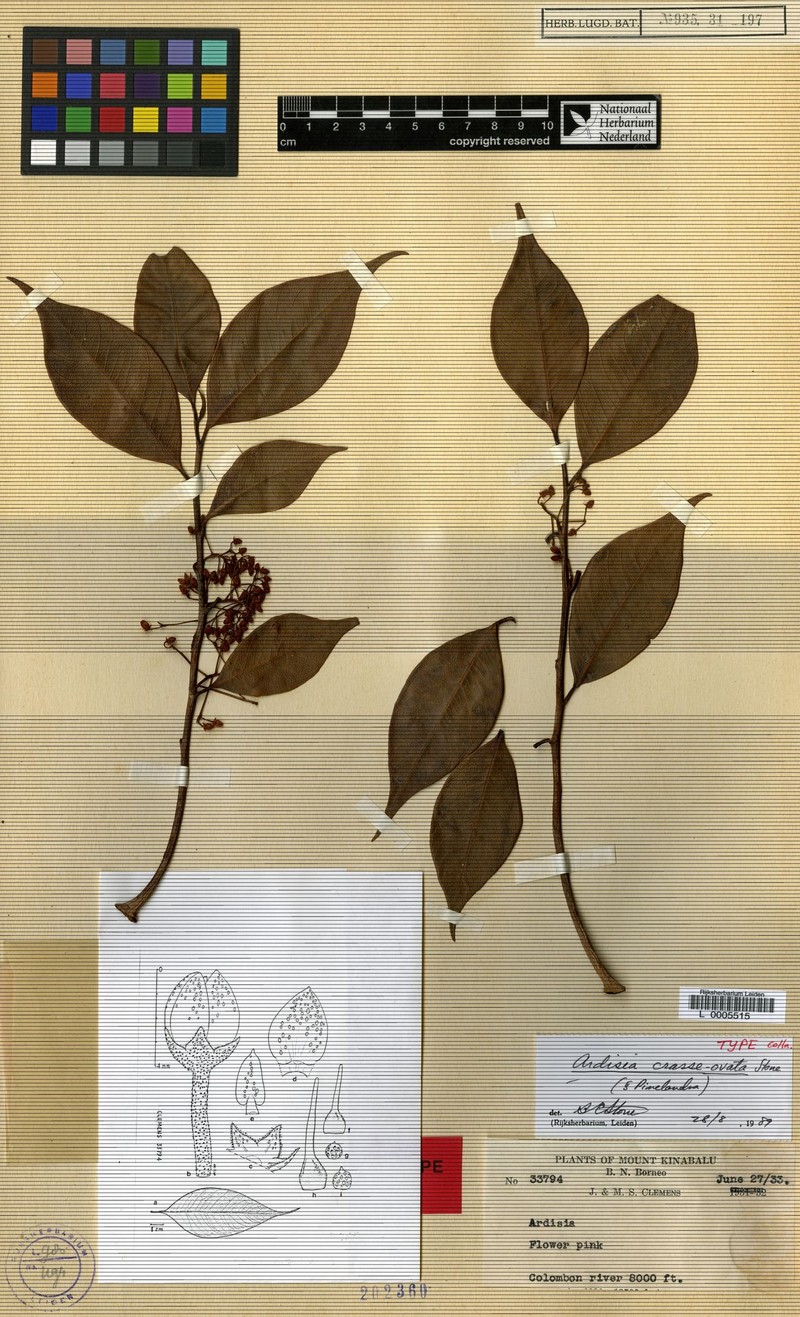 Ardisia crasseovata photo 6