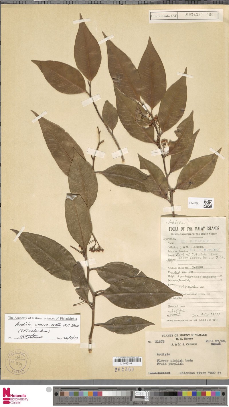 Ardisia crasseovata photo 7