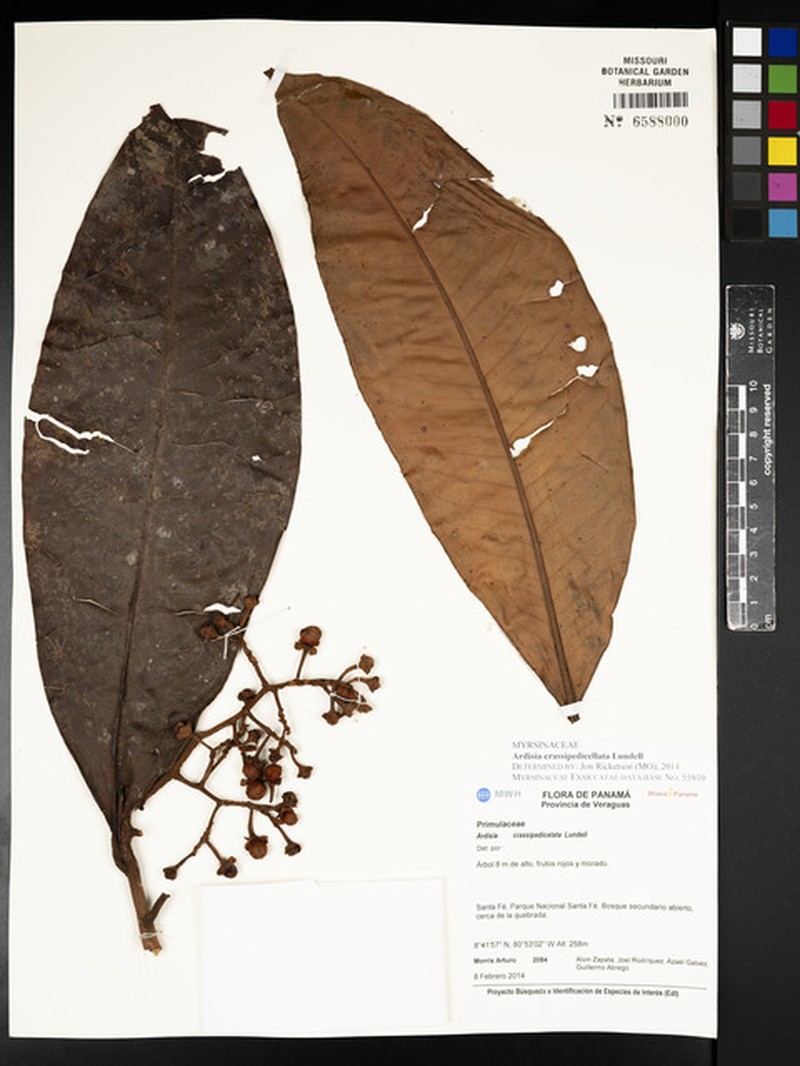Ardisia crassipedicellata photo 2