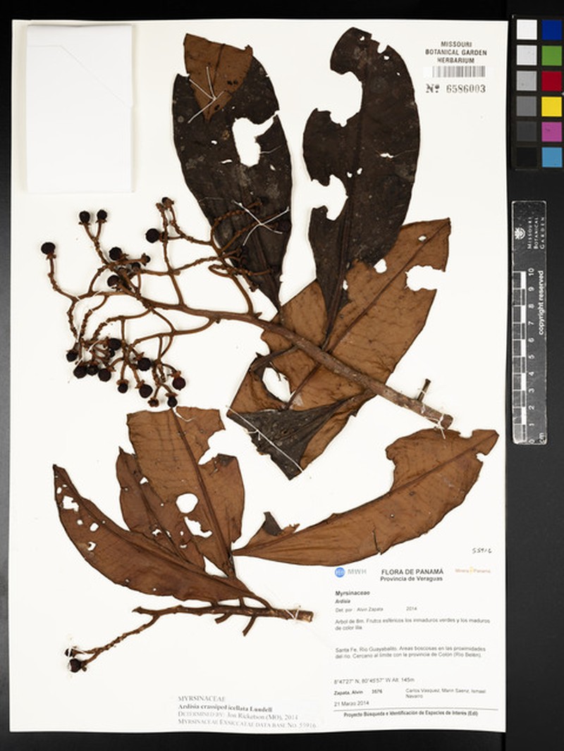 Ardisia crassipedicellata photo 3