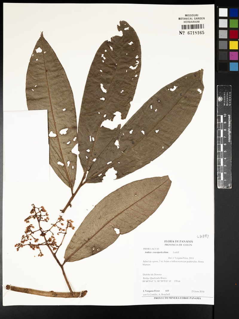 Ardisia crassipedicellata photo 4