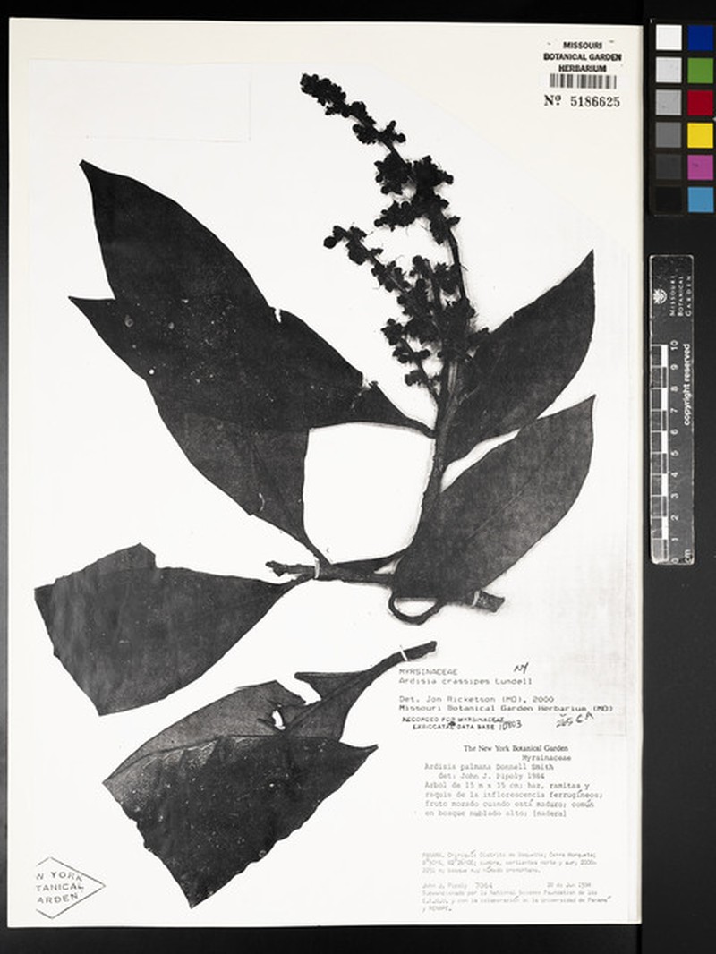 Ardisia crassipes