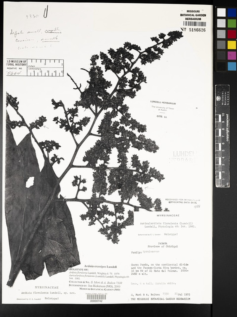 Ardisia crassipes photo 2