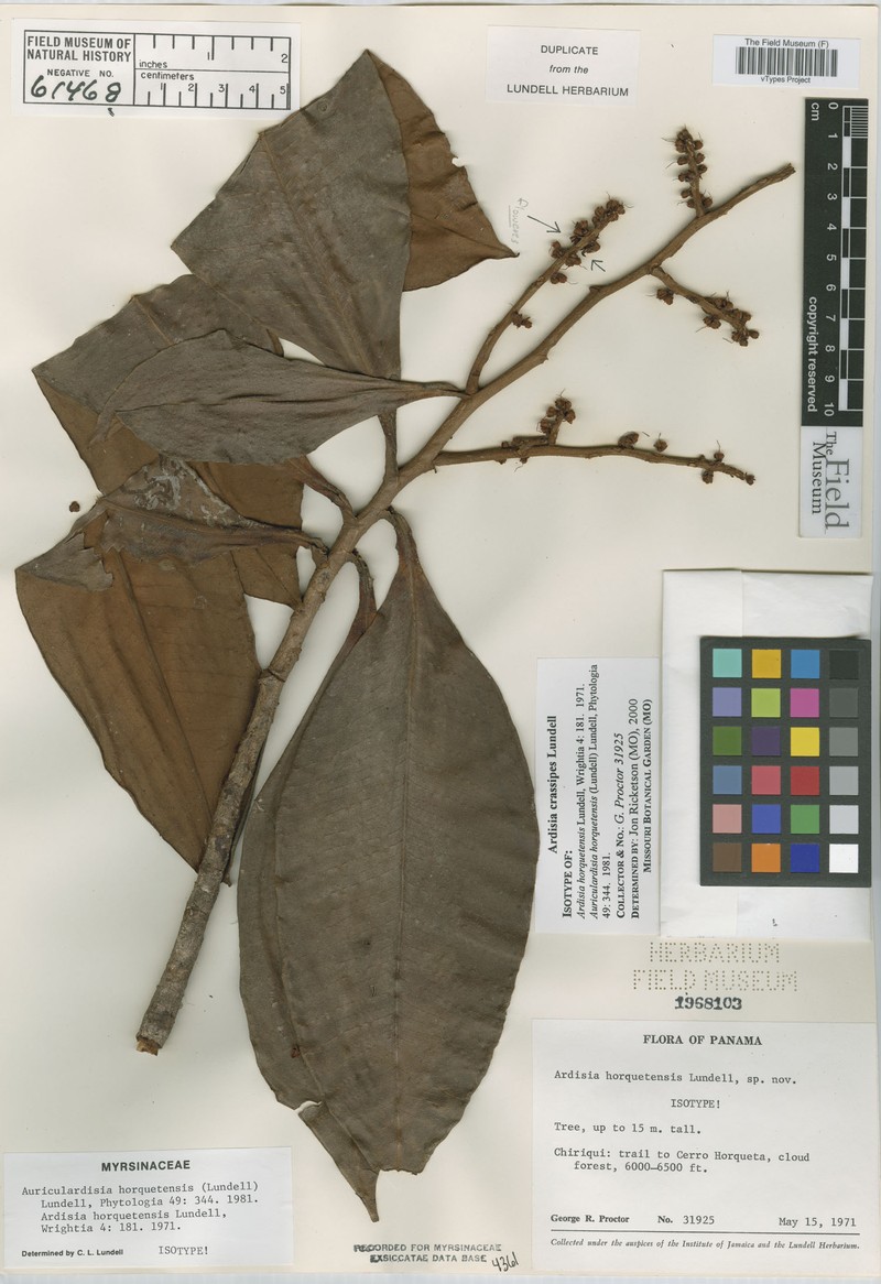Ardisia crassipes photo 3