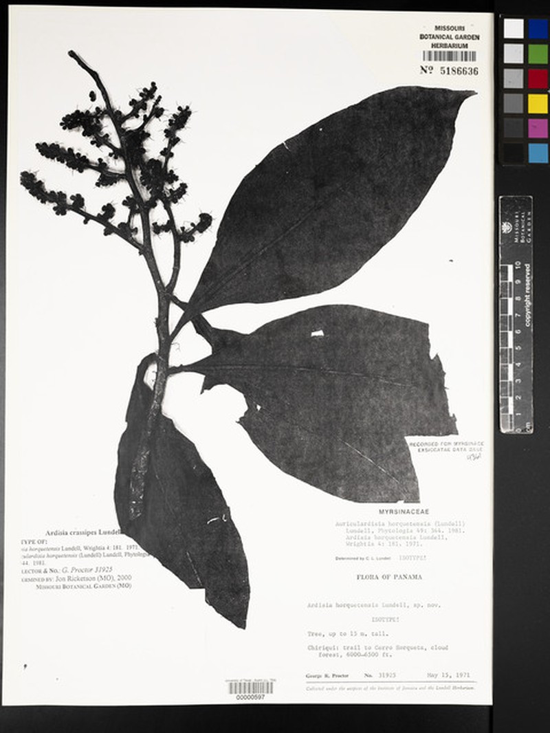 Ardisia crassipes photo 4
