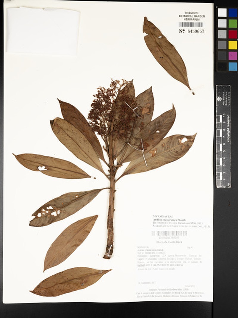 Ardisia crassiramea