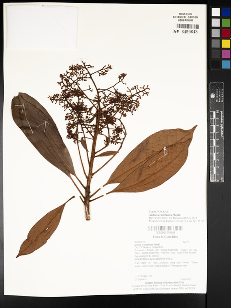 Ardisia crassiramea photo 2