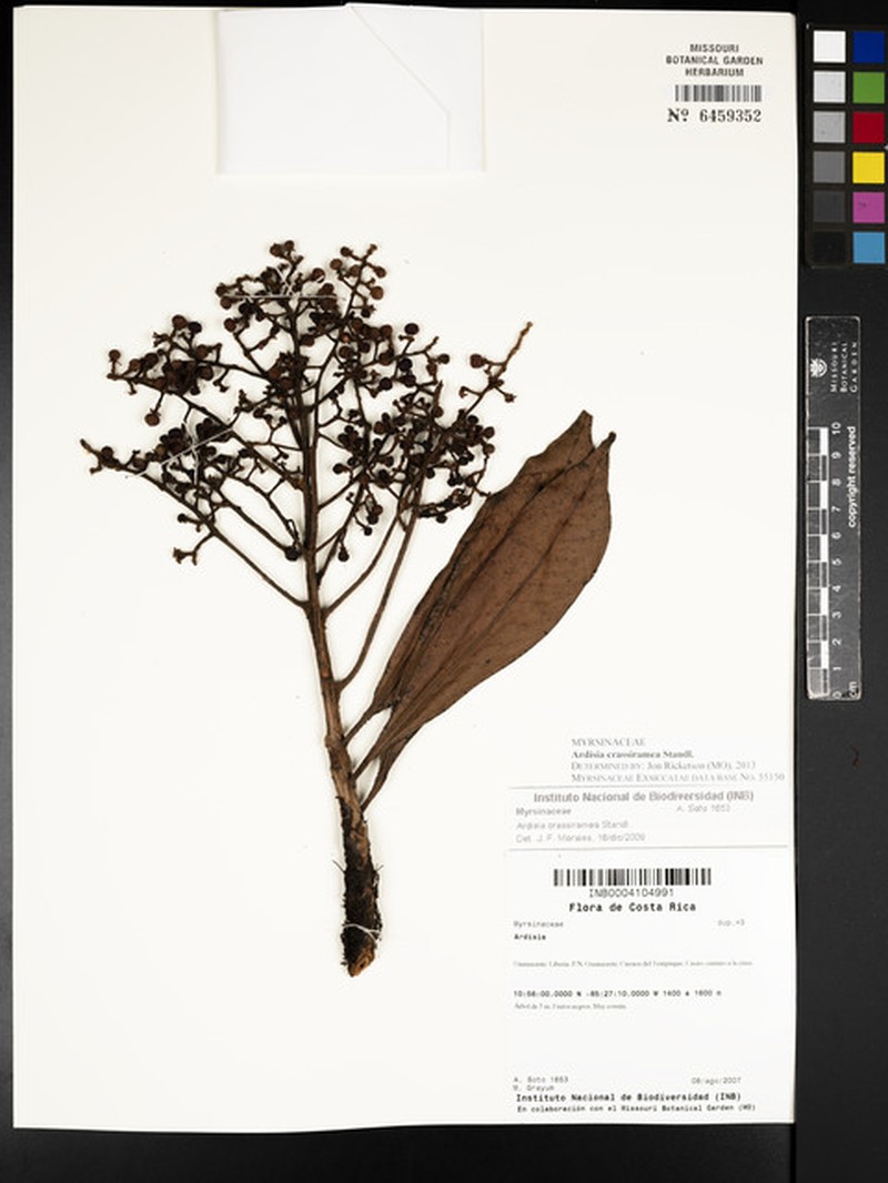 Ardisia crassiramea photo 4