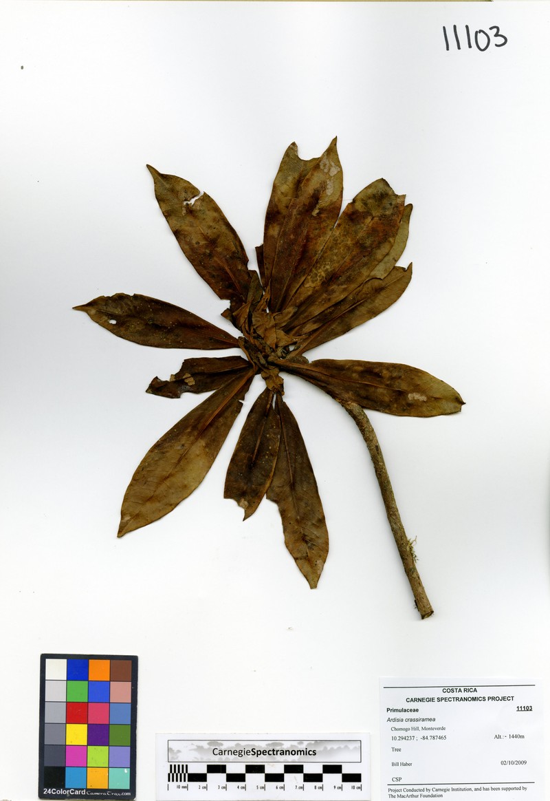 Ardisia crassiramea