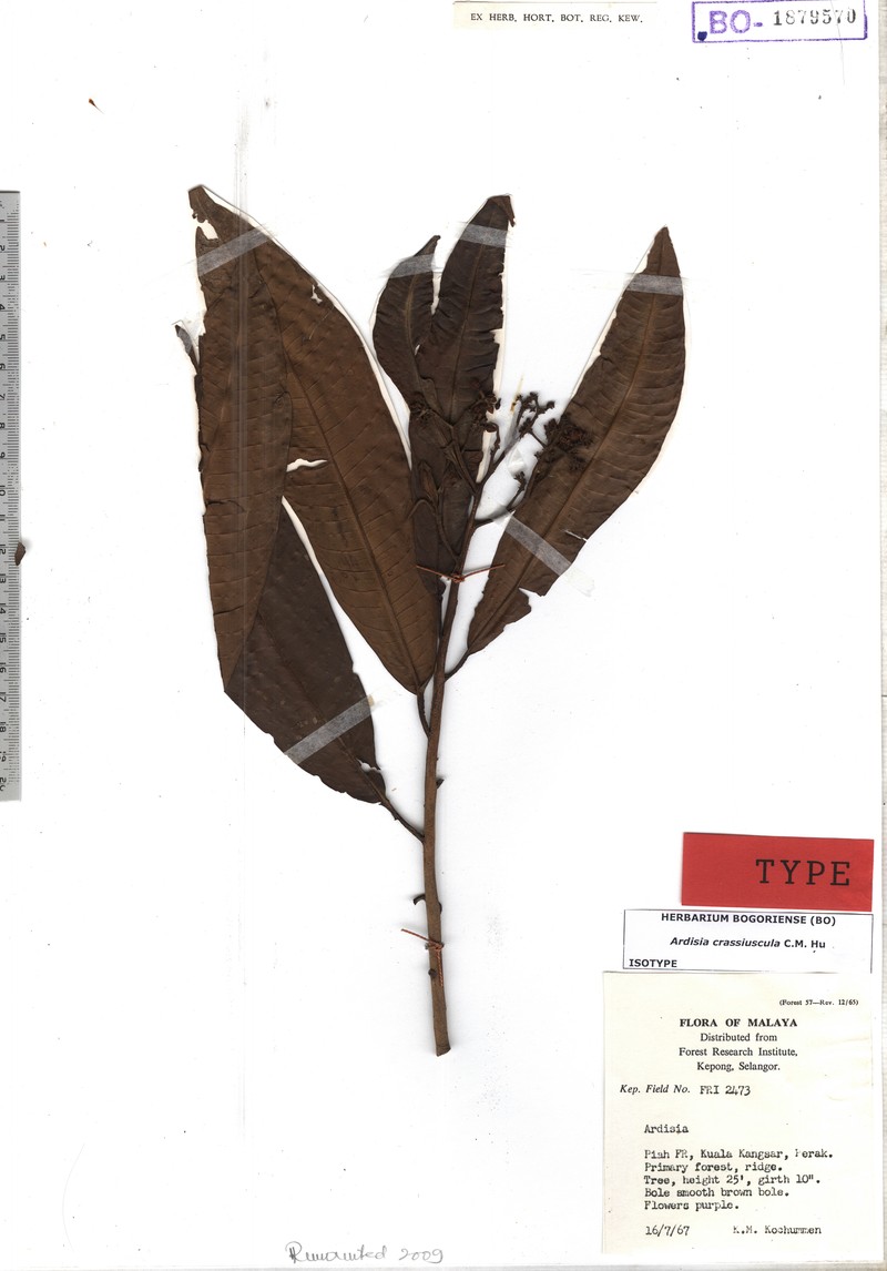 Ardisia crassiuscula