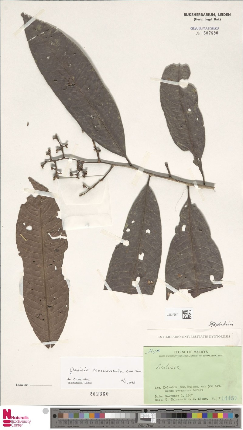 Ardisia crassiuscula photo 3
