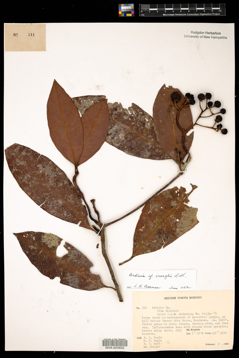 Ardisia creaghii