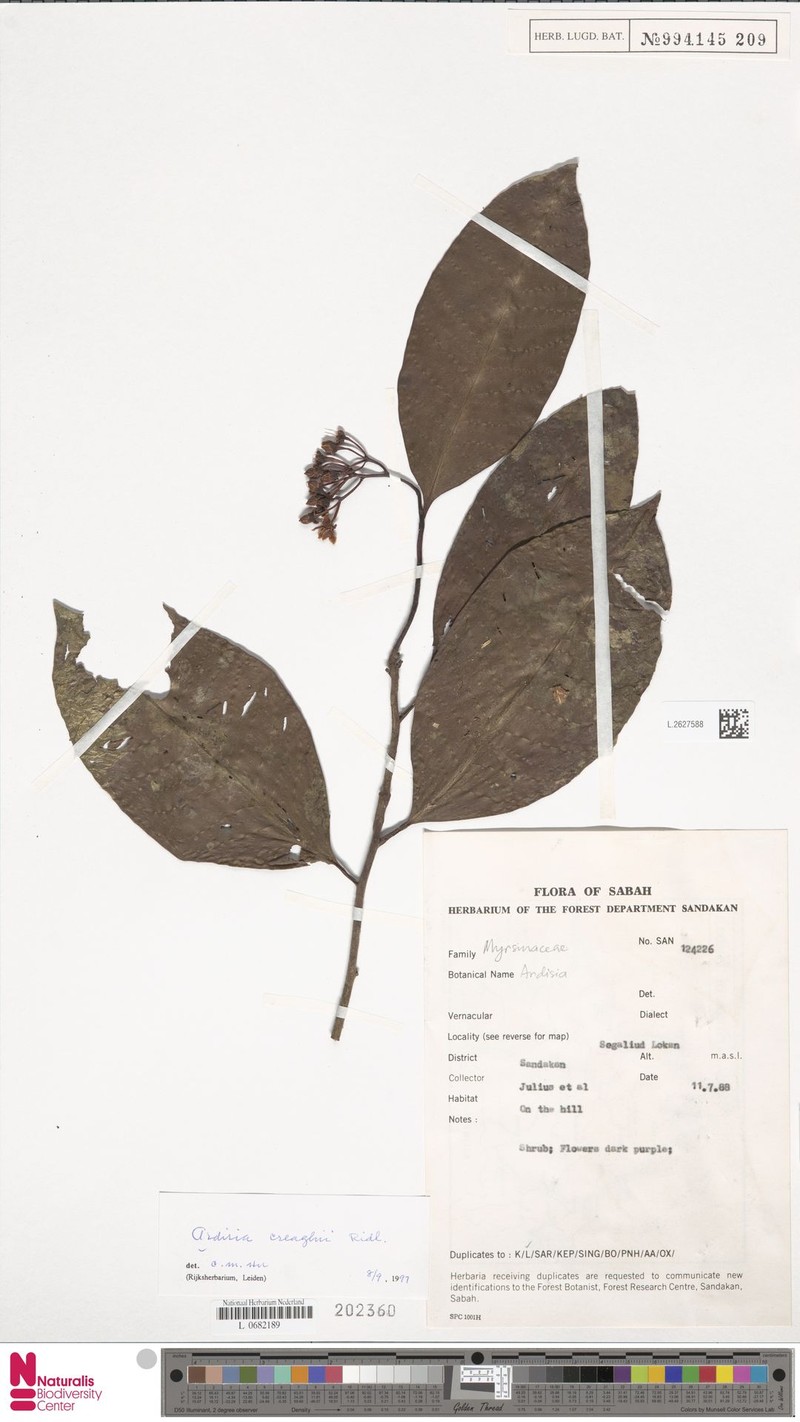 Ardisia creaghii photo 2