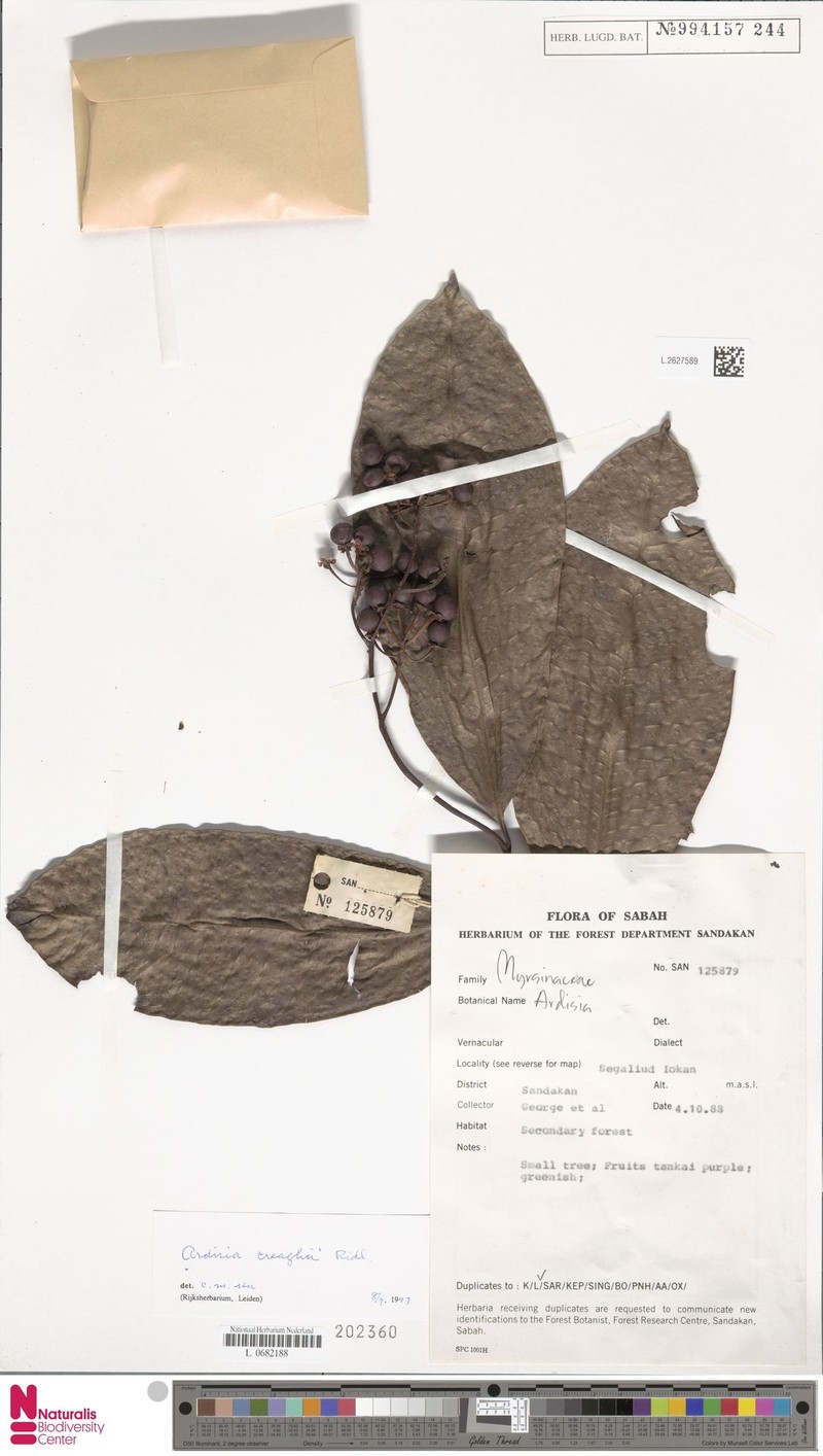 Ardisia creaghii photo 3