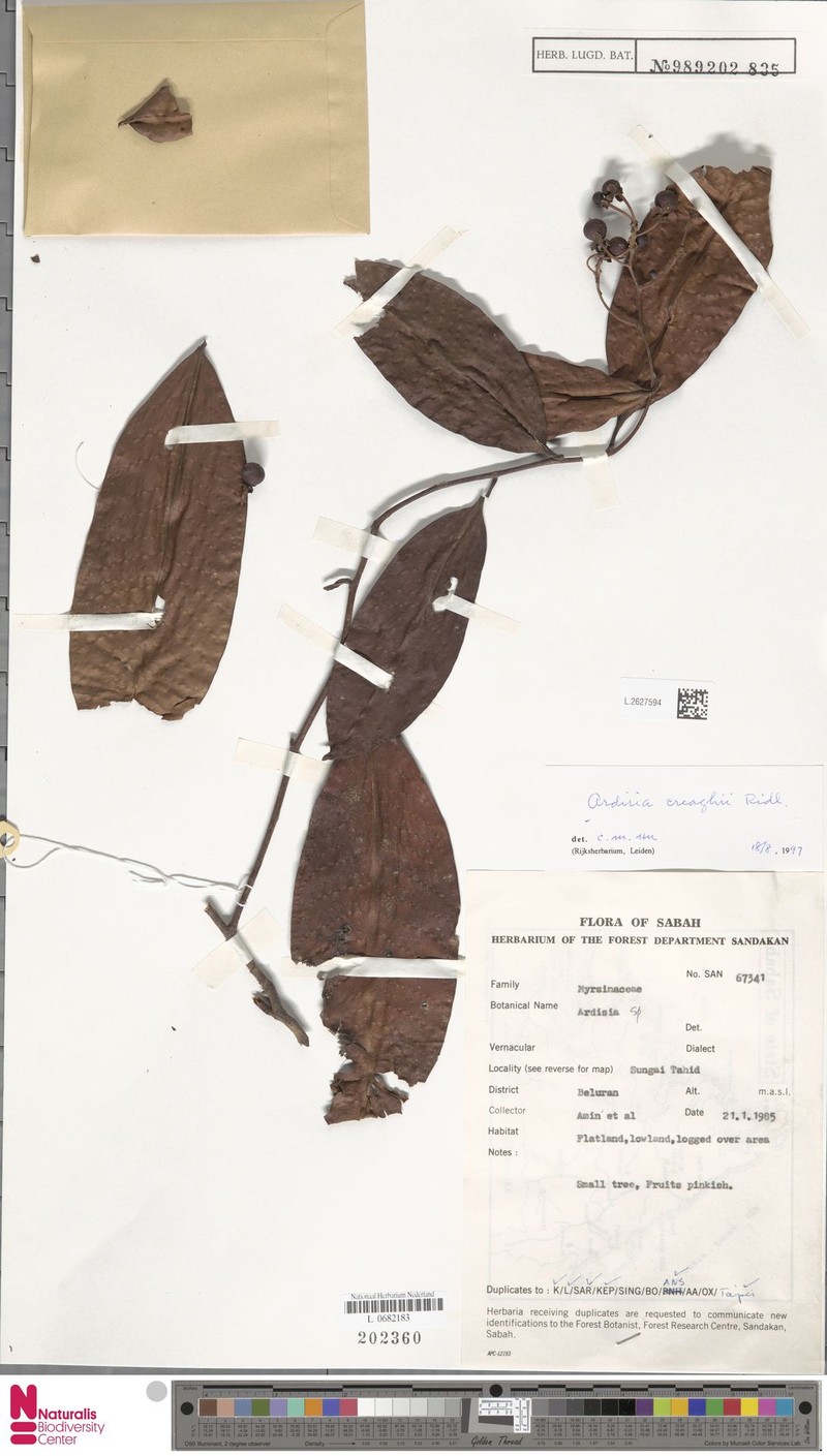 Ardisia creaghii photo 4
