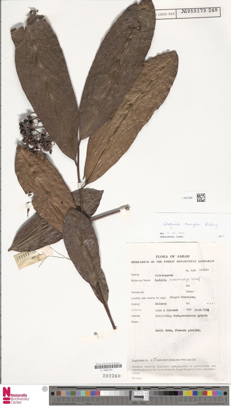 Ardisia creaghii photo 5