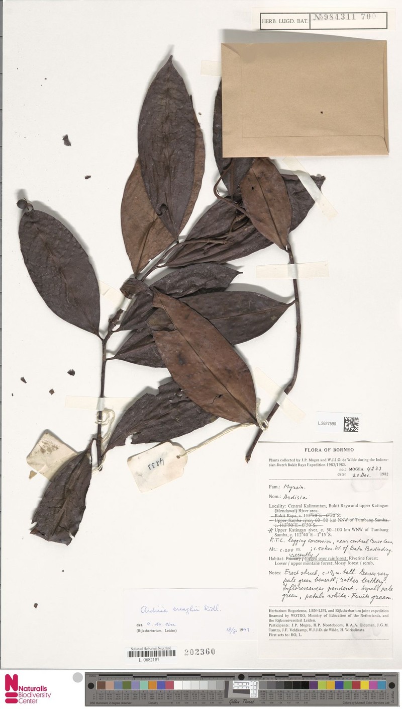 Ardisia creaghii photo 6