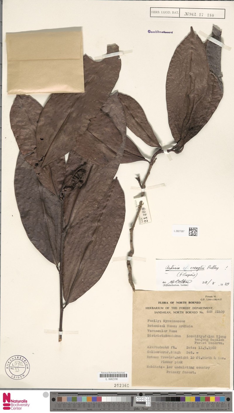 Ardisia creaghii photo 7