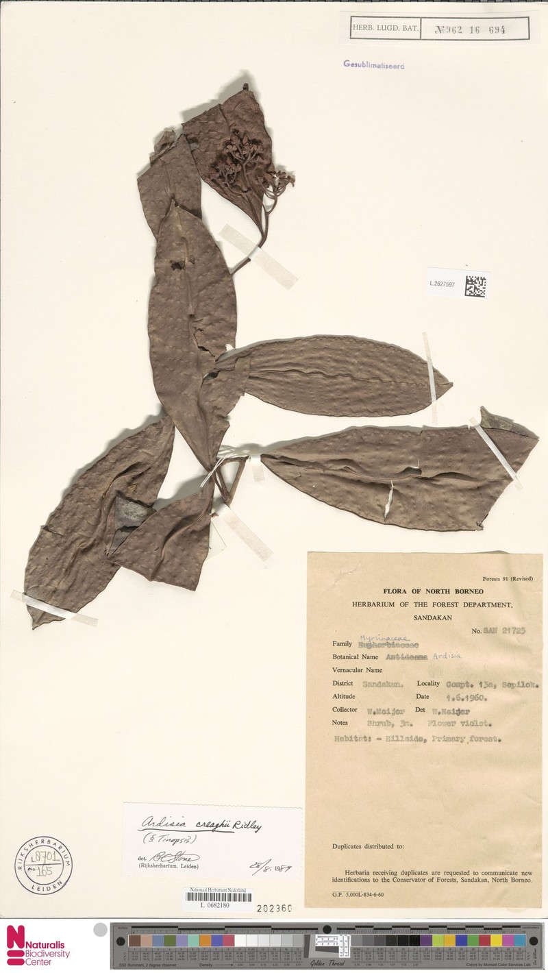Ardisia creaghii photo 8