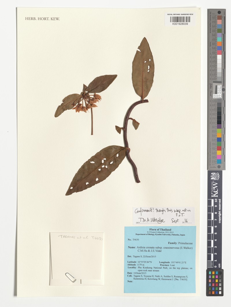 Ardisia crenata subsp. crassinervosa