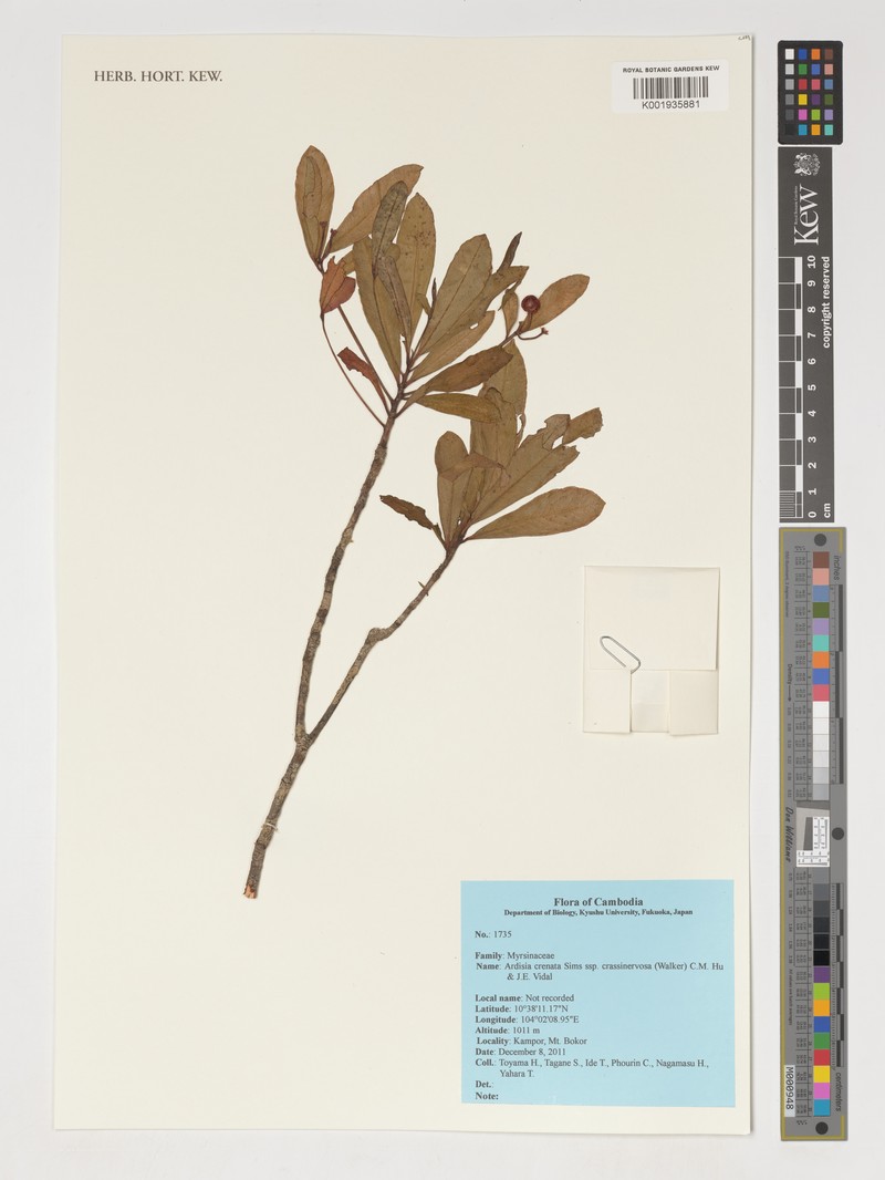 Ardisia crenata subsp. crassinervosa photo 2