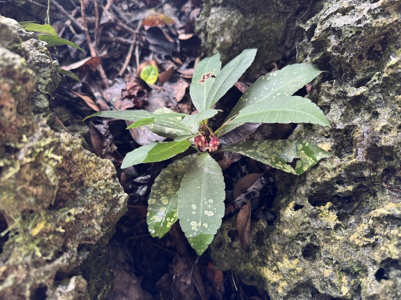 Ardisia crenata subsp. crenata