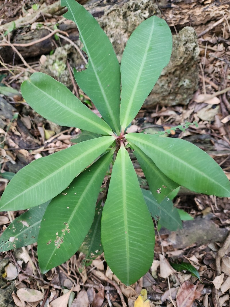 Ardisia crenata subsp. crenata photo 2