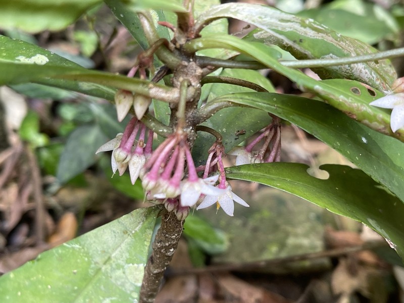 Ardisia crenata subsp. crenata photo 3