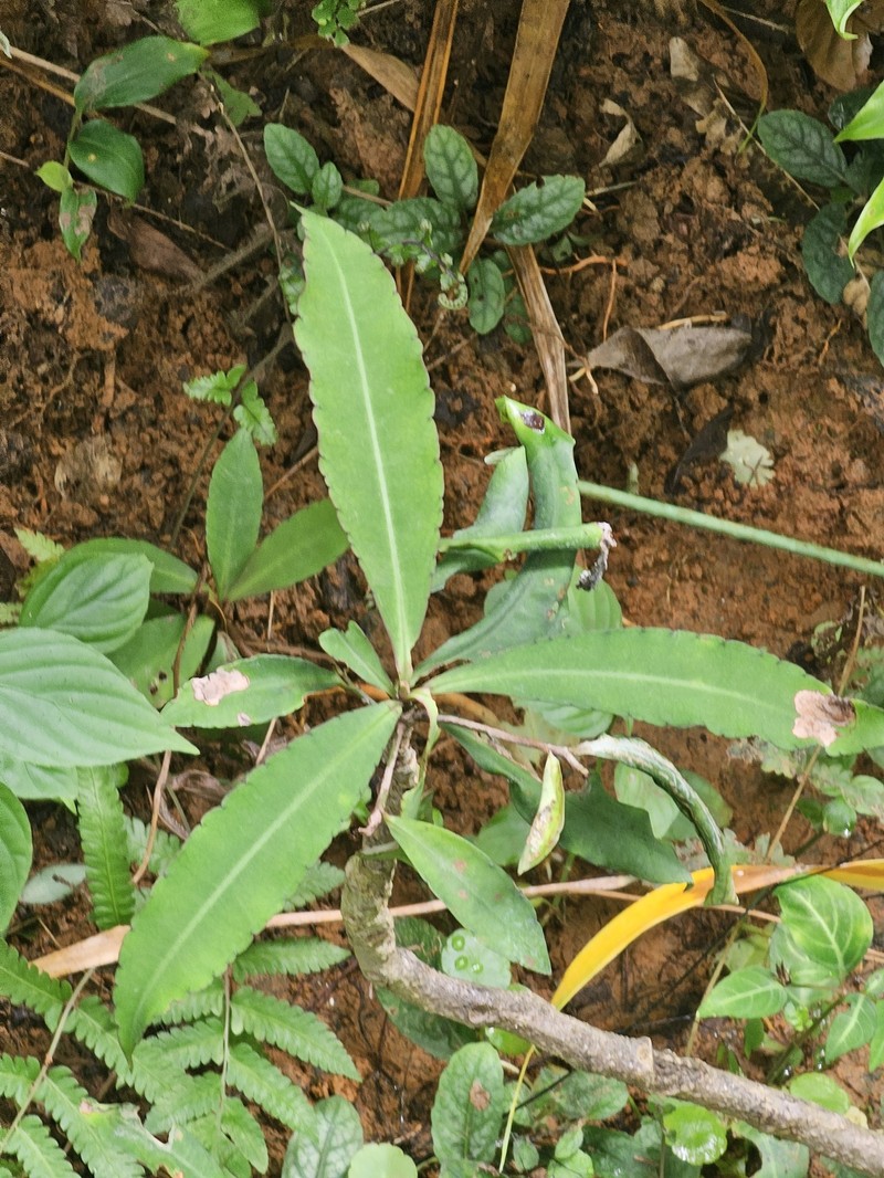 Ardisia crenata subsp. crenata photo 4