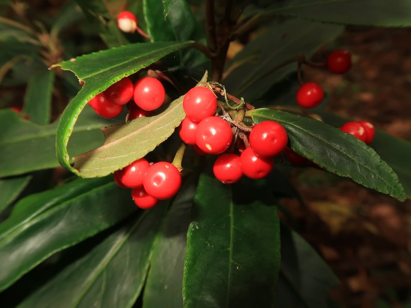 Ardisia crispa photo 4