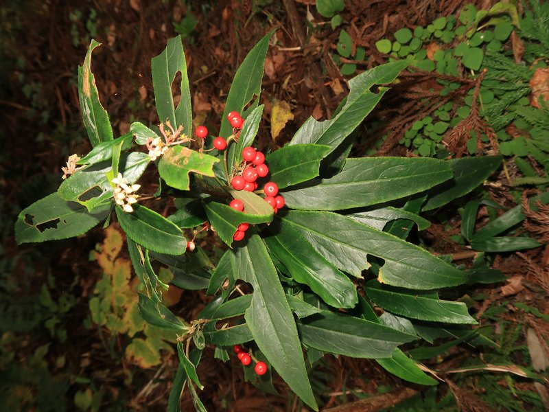 Ardisia crispa