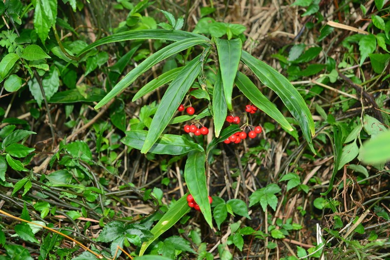 Ardisia crispa photo 5
