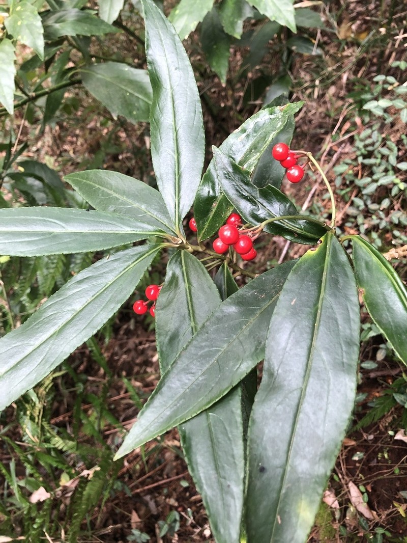Ardisia crispa photo 6
