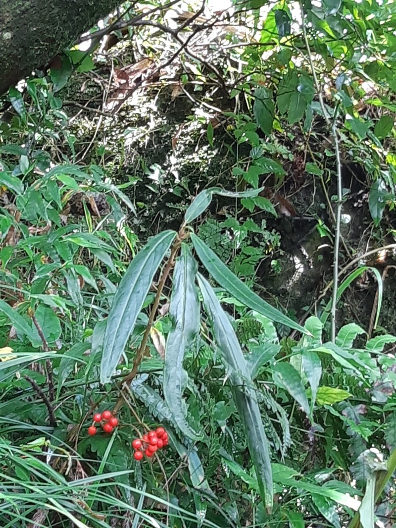 Ardisia crispa photo 7