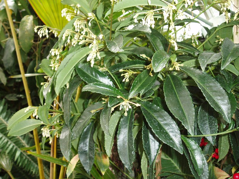 Ardisia crispa photo 2