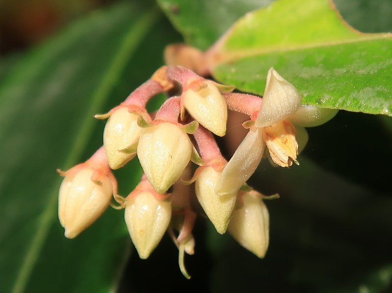 Ardisia crispa photo 3