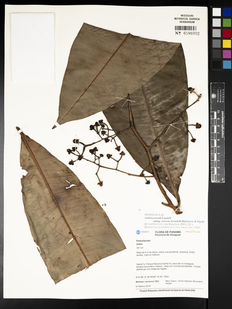 Ardisia croatii subsp. correae photo 2