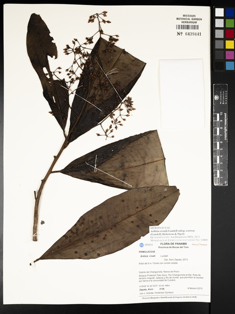 Ardisia croatii subsp. correae photo 4