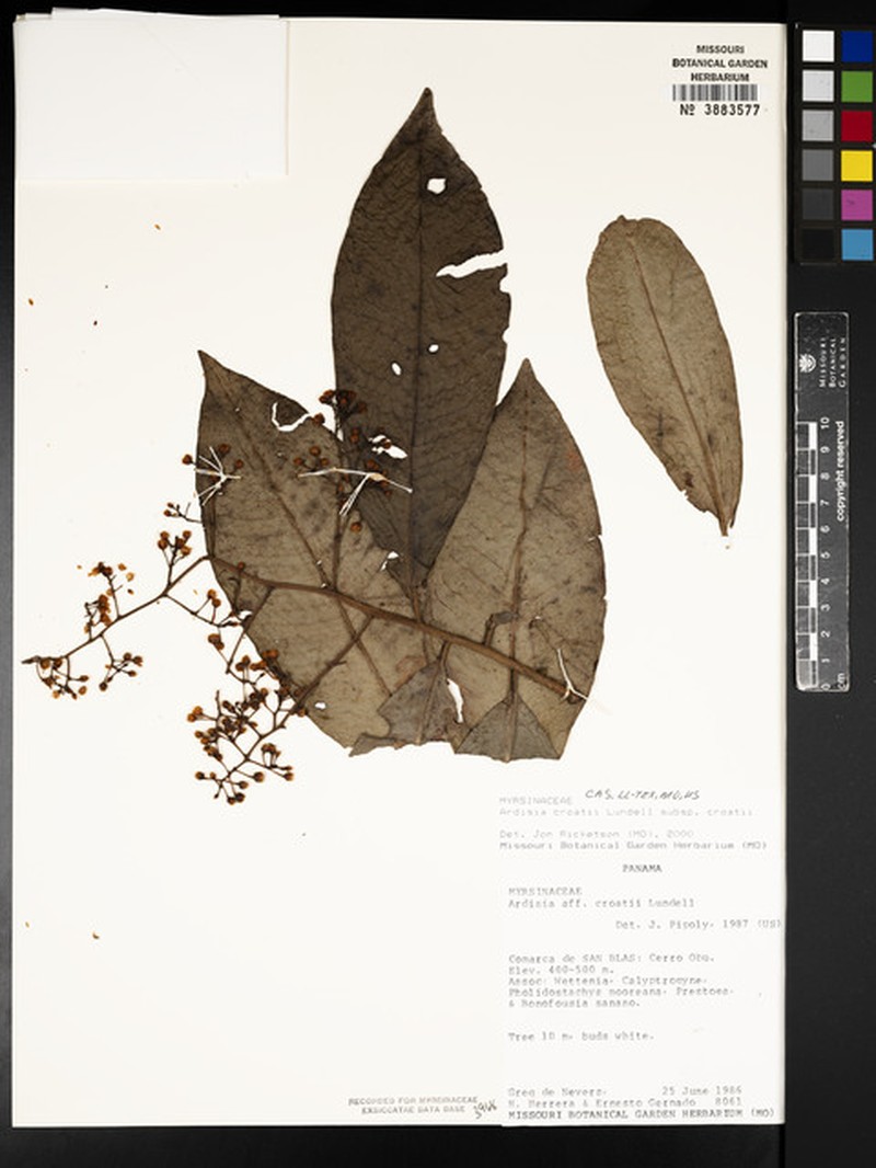 Ardisia croatii subsp. croatii photo 2