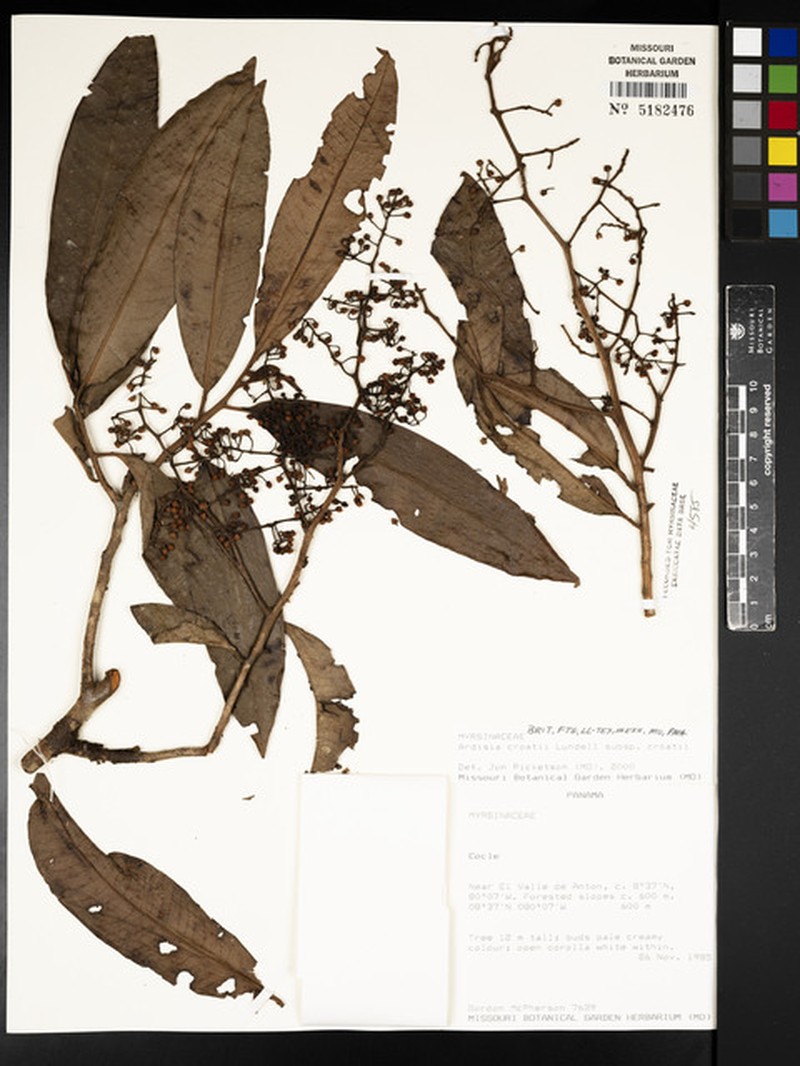 Ardisia croatii subsp. croatii photo 3