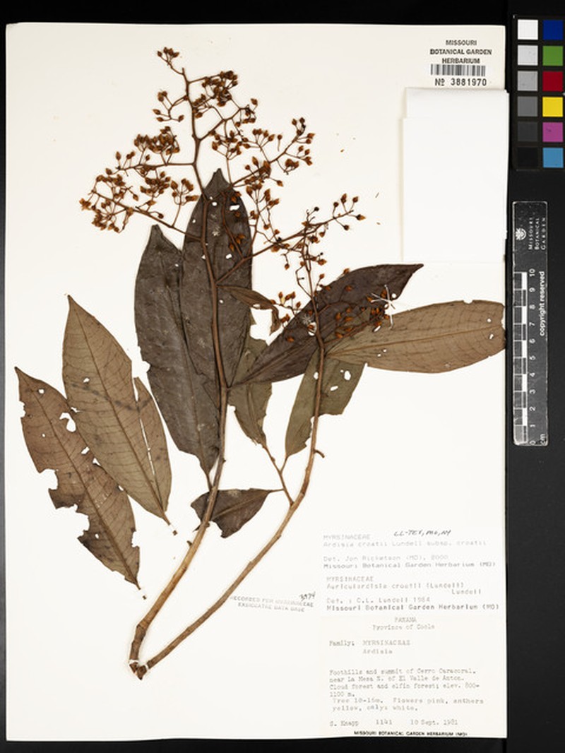 Ardisia croatii subsp. croatii photo 4