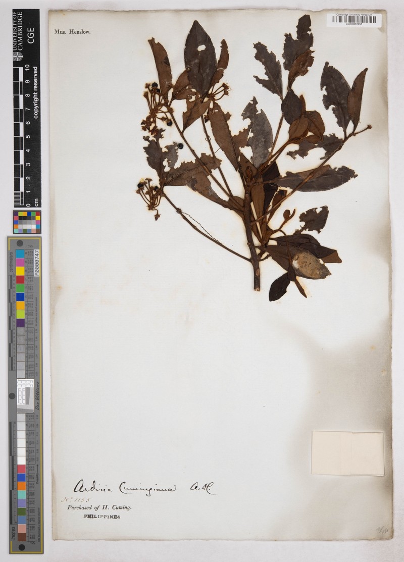 Ardisia cumingiana