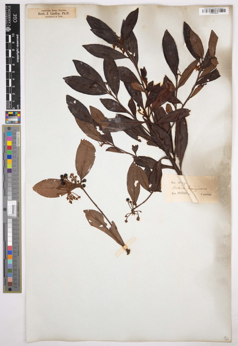Ardisia cumingiana photo 2