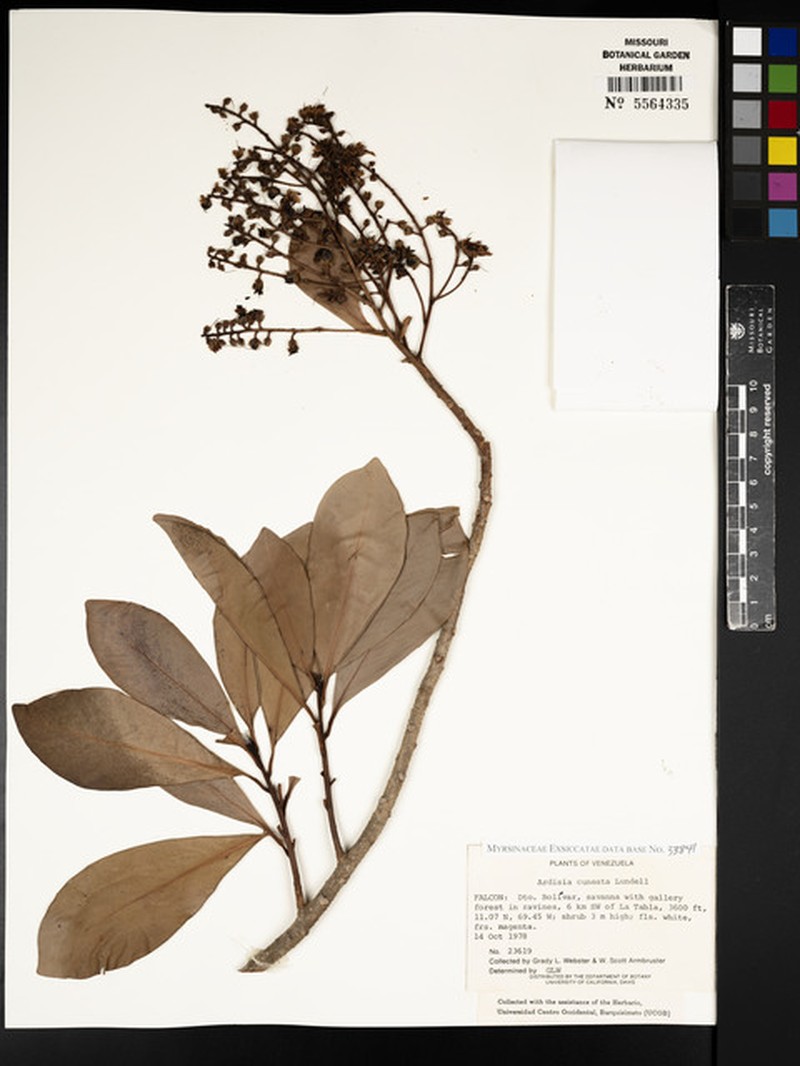 Ardisia cuneata