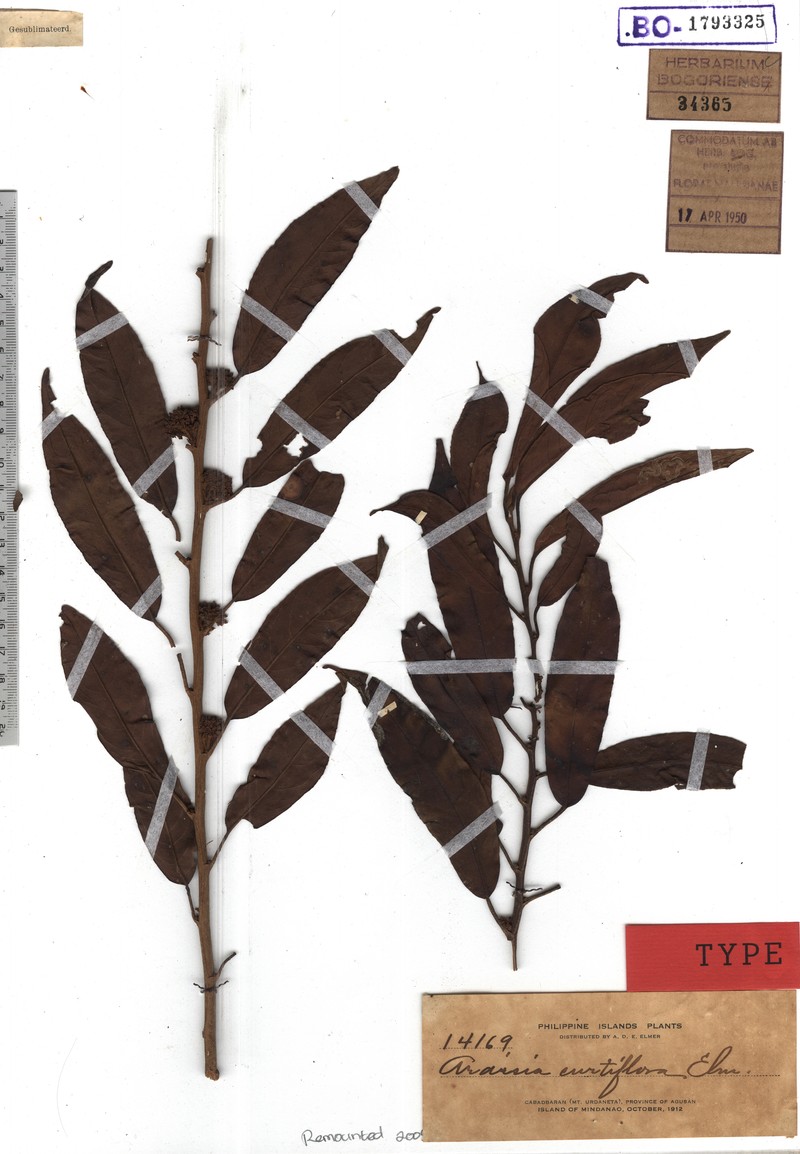 Ardisia curtiflora