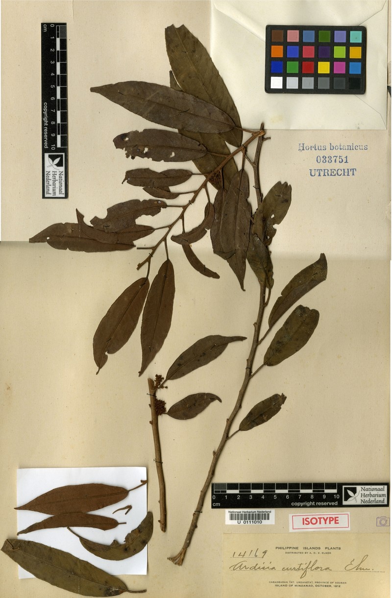 Ardisia curtiflora photo 3