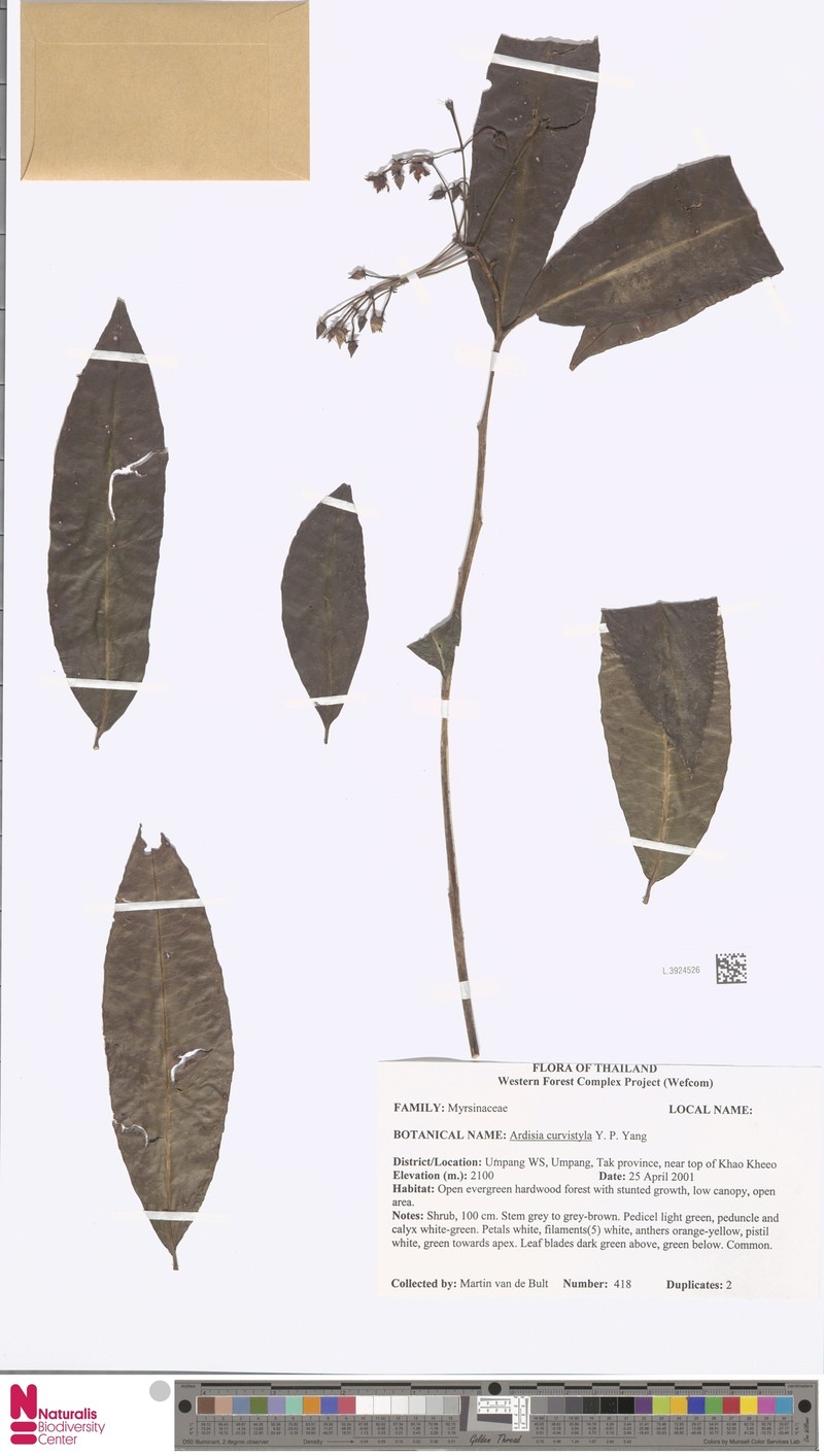 Ardisia curvistyla